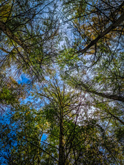 trees and sky