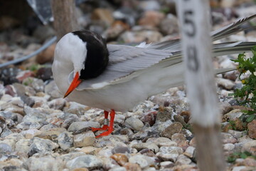terns