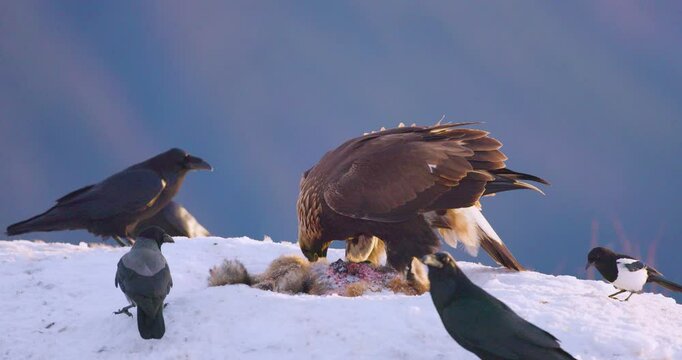Golden eagle and crows feeding on carcass in winter landscape of fjords in Telemark, Norway