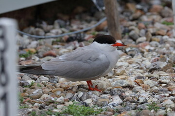 terns