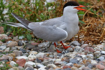 terns