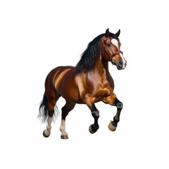 Obraz premium Running Brown Horse with Black Mane