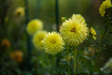 Piękne kwiaty dalii w ogrodzie. 