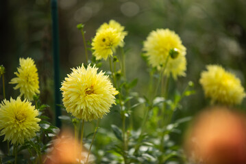 Piękne kwiaty dalii w ogrodzie. 