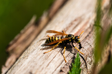 Owad klecanka na drewnianej belce w ogrodzie.
