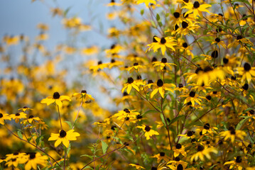 Żółte kwiaty rudbekii w ogrodzie. © Elżbieta Kaps