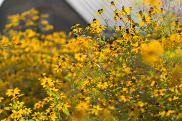 Żółte kwiaty rudbekii w ogrodzie. © Elżbieta Kaps