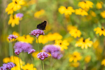 Motyl na kwiatach werbeny w ogrodzie. 