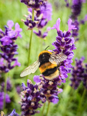 bee on lavender