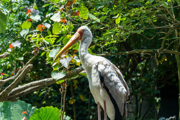 White Pelican Surrounded By Forest