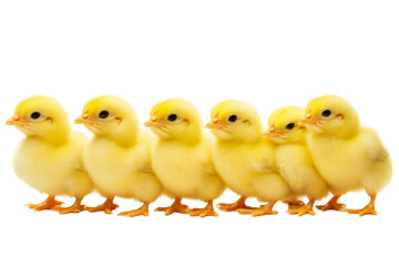 Naklejka premium Yellow broilers on a transparent background