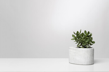 Crasulla Ovata (Money plant) in a concrete pot on the grey table. Minimalism, loft style, bright...