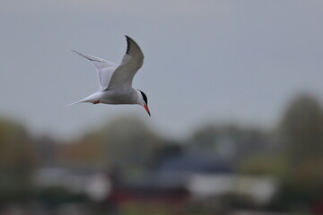 Common tern