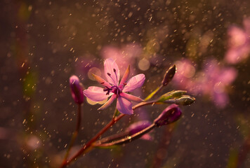Różowe kwiaty w kroplach deszczu, zachód słońca.  © mycatherina