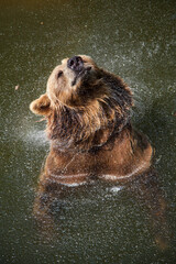 Niedźwiedź brunatny - Ursus arctos © Trip