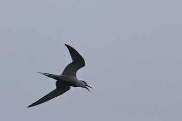 Obraz premium Common tern