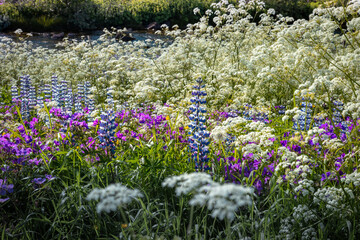 Obraz premium Colourful beautiful wild meadow in Iceland, blooming in the summertime. 