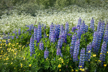 Colourful beautiful wild meadow in Iceland, blooming in the summertime. 