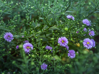 Beautiful natural green background with purple autumnal aster flowers blooming in the garden.