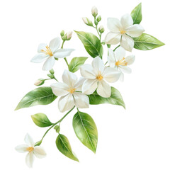 Obraz premium Elegant white flowers with lush green leaves, perfect for spring themes or botanical illustrations.