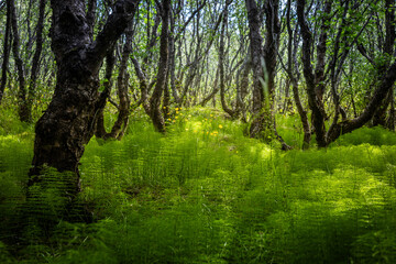 Beautiful forest landscape in Iceland, with dense green horsetails forest floor.