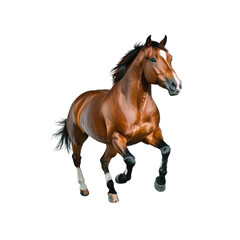 Obraz premium Powerful Chestnut Horse Running Isolated on Black Background