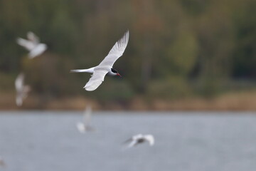 seabird tern