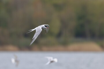 Common tern