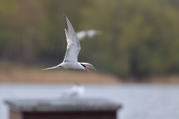 Common tern