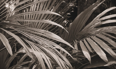 Obraz premium A close-up shot of palm leaves, taken during the day, shows the intricate details of the foliage