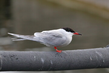 seabird tern