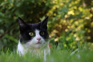 black cat on green grass