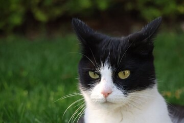black and white cat