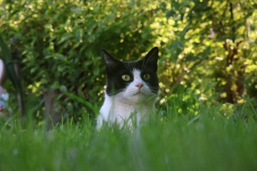 cat in the grass