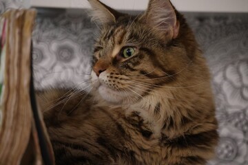 portrait of a cat