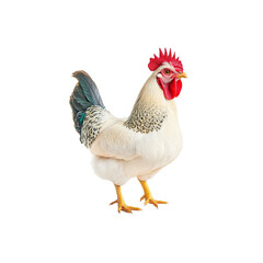 Fototapeta premium White Rooster with Red Comb and Wattles