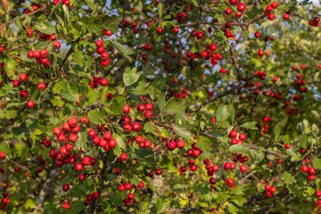 Hawthorn red berries in nature, autumn seasonal background.