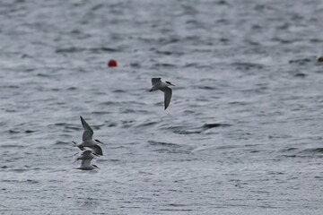 terns