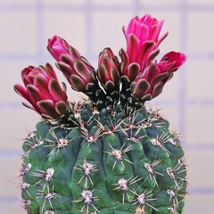 cactus flower in bloom
