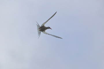 Obraz premium Common tern