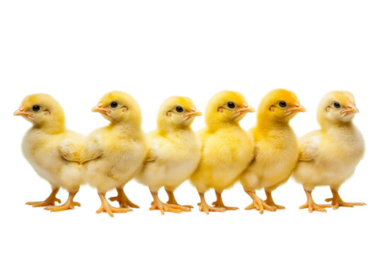 Yellow broilers  chicken