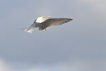 Common tern