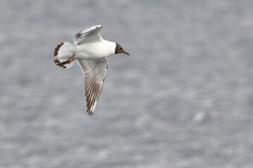 terns