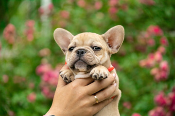 girl holding a small cute fawn French bulldog puppy in her hands