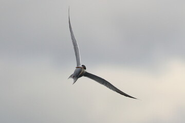 terns