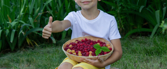Fototapeta premium boy picks and eats raspberries. Selective focus
