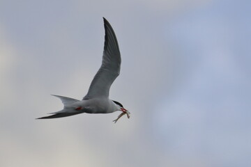 Common tern