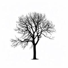 Obraz premium A silhouette tree with no leaves is against a white backdrop.