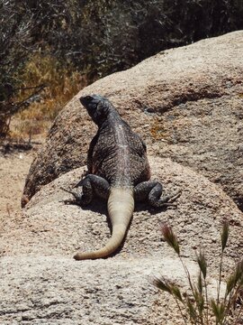 Desert lizard in Joshua Tree National Park in California 
