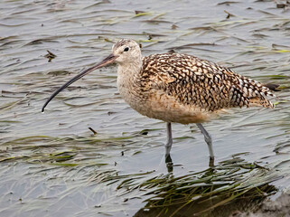shorebird